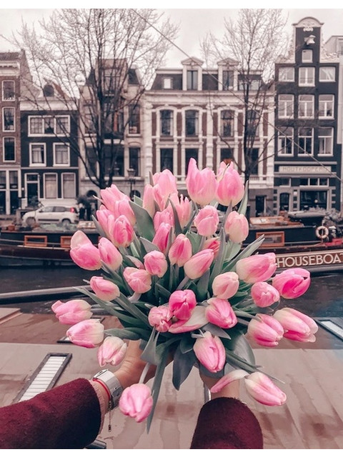 Тюльпаны Амстердама