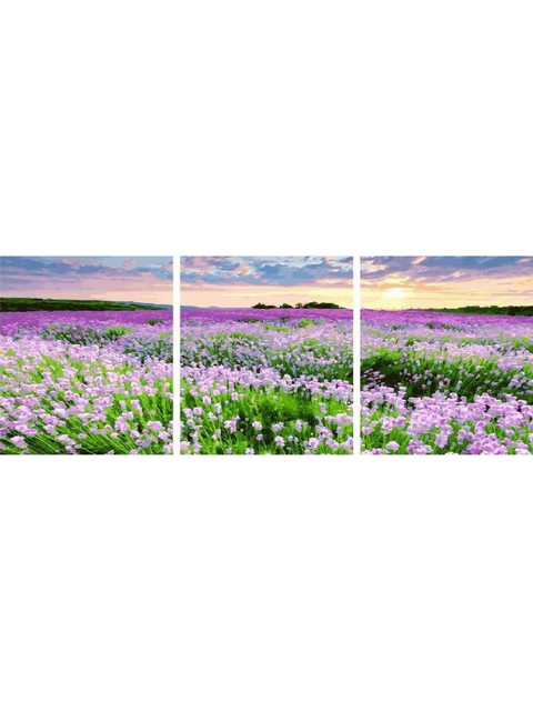 Полевые цветы