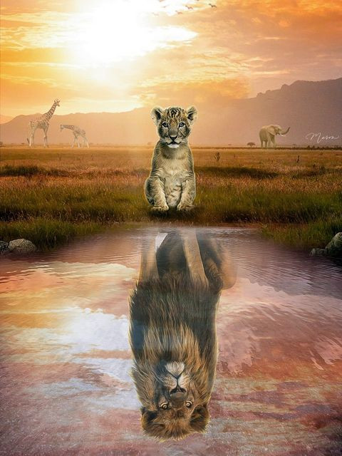 Отражение. Лев в Африке