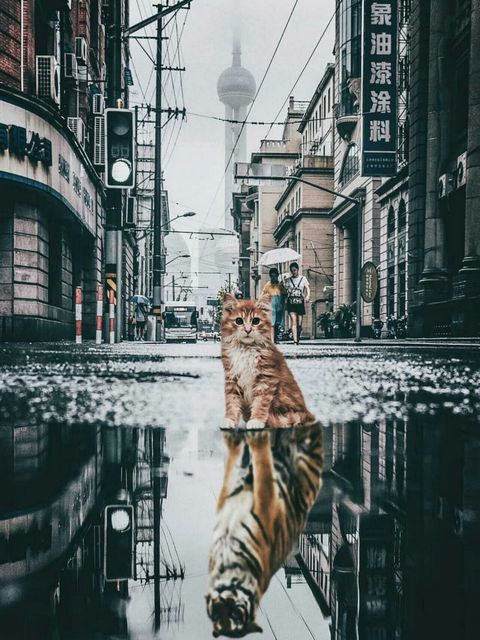 Отражение. Тигр в городе