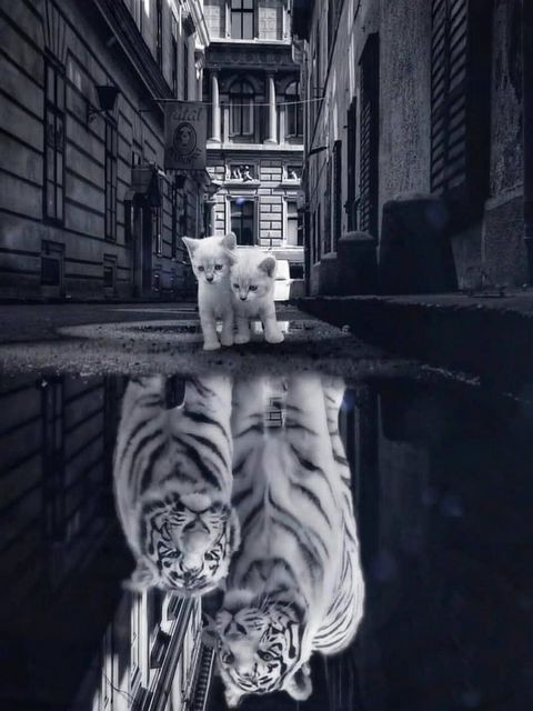 Отражение. Белые тигры