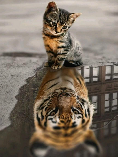 Отражение. Тигр