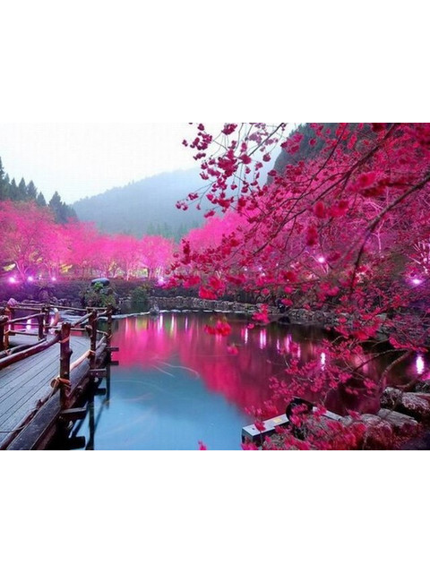 Цветение сакуры у озера