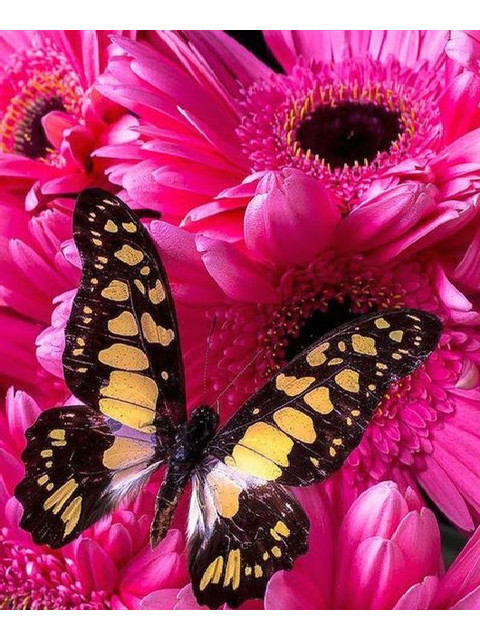 Бабочка на розовых астрах