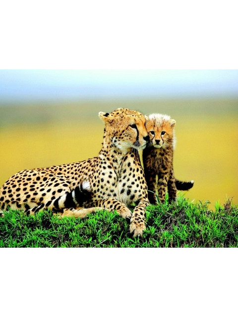 Гепард с малышом