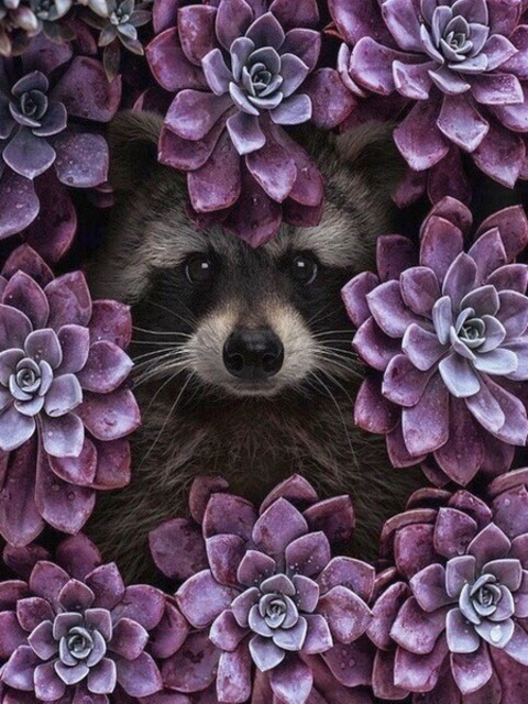 Енот в цветах