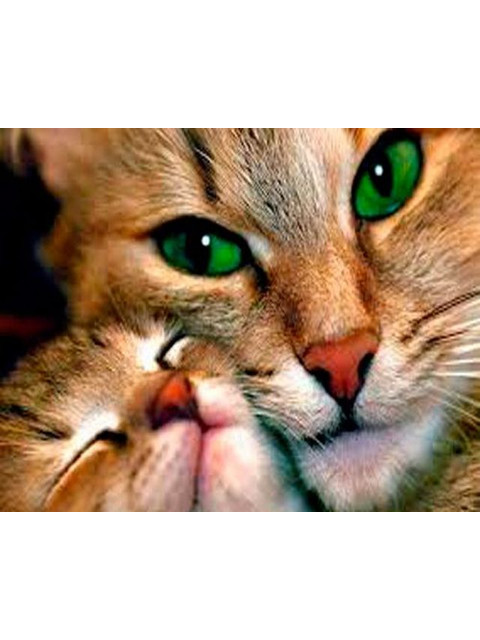 Кликните для увеличения изображения Зеленоглазая кошка с котёнком