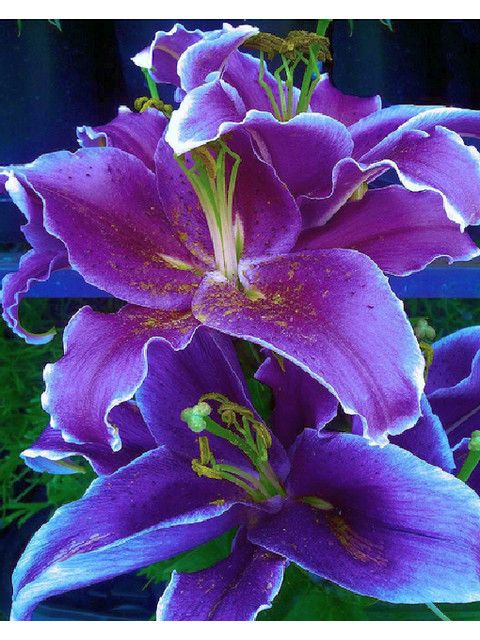 Фиолетовая лилия