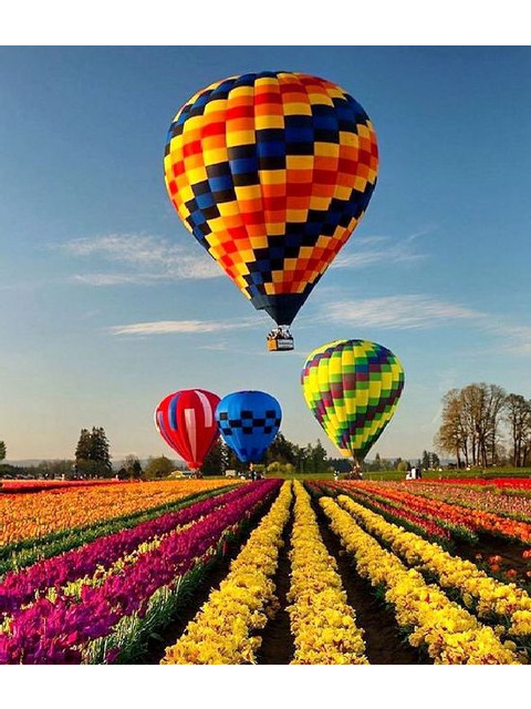 Воздушные шары над тюльпановым полем