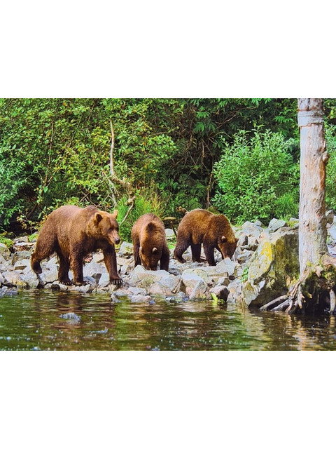 Медведи у реки